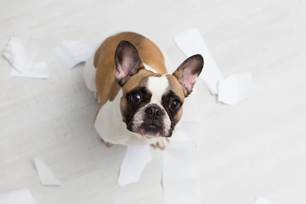 Destruição de animais domésticos no chão do banheiro branco com algum pedaço de papel higiênico. Pet cuidado foto abstrata. Pequeno cão culpado com cara engraçada . — Fotografia de Stock
