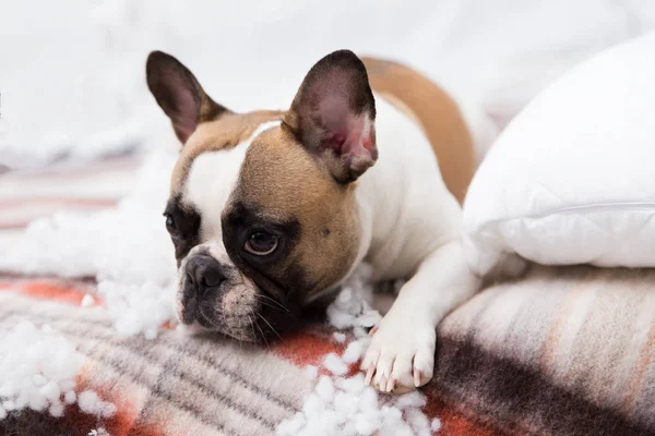 Casa pet destruidor encontra-se na cama com um travesseiro rasgado. Pet cuidado foto abstrata. Pequeno cão culpado com cara engraçada . — Fotografia de Stock