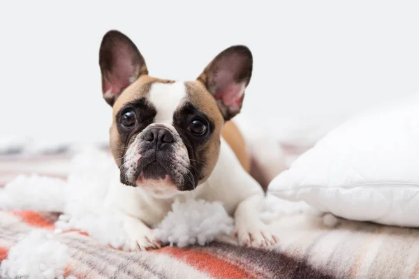 Casa destructor de mascotas se encuentra en la cama con una almohada rota. Cuidado de mascotas foto abstracta. Pequeño perro culpable con cara divertida . —  Fotos de Stock