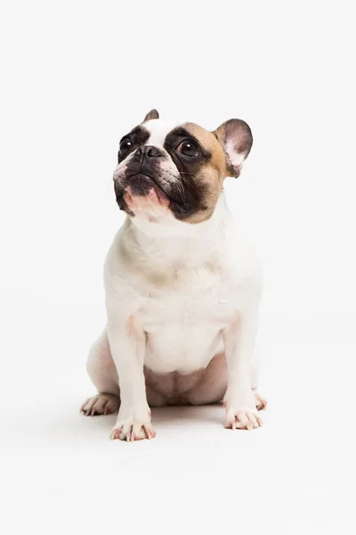 Retrato de un bulldog francés sobre un fondo blanco. alegre perrito con un divertido rostro sentado —  Fotos de Stock