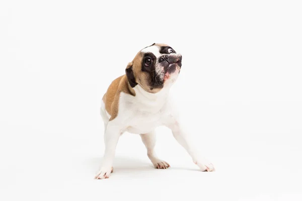 Retrato de un bulldog francés sobre un fondo blanco. alegre perrito con una cara divertida —  Fotos de Stock