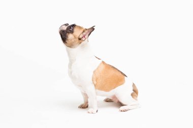 beyaz zemin üzerinde bir Fransız buldozer portresi. komik surat oturan neşeli küçük köpek