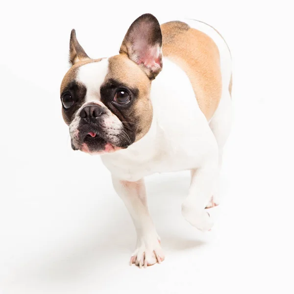 Portrait of a French bulldog on a white background. cheerful little dog with a funny face — Stock Photo, Image