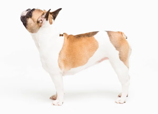 Retrato de un bulldog francés sobre un fondo blanco. alegre perrito con una cara divertida —  Fotos de Stock