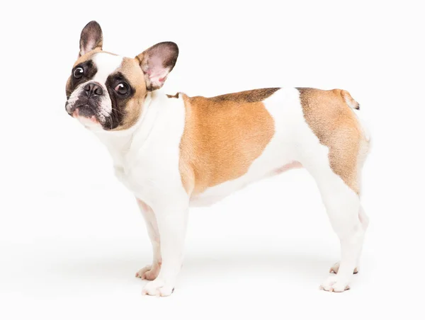 Портрет французского бульдога на белом фоне. весёлая собачка с забавным лицом — стоковое фото