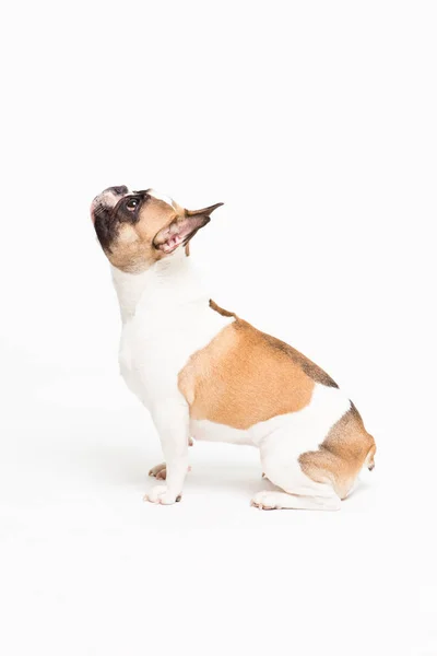 Retrato de un bulldog francés sobre un fondo blanco. alegre perrito con un divertido rostro sentado —  Fotos de Stock