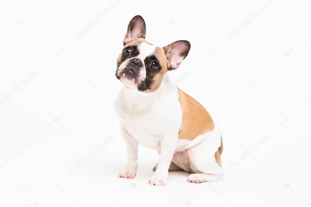 portrait of a French bulldog on a white background. cheerful little dog with a funny face sitting