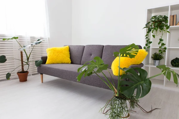 Сучасна квартира-студія з живими рослинами. яскраві кольори в інтер'єрі. сірий диван з жовтими подушками . — стокове фото