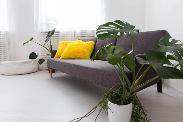 Apartamento estúdio moderno com plantas vivas. cores brilhantes no interior. sofá cinza com almofadas amarelas . — Fotografia de Stock