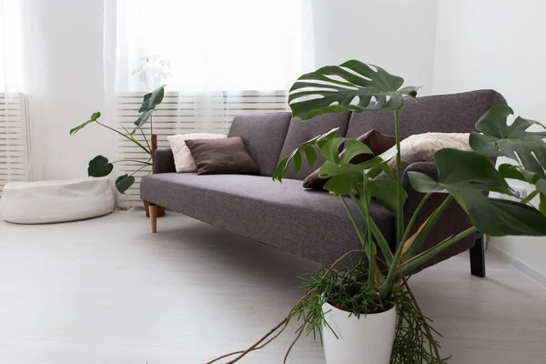 Apartamento estúdio moderno com plantas vivas. cinza no interior. sofá na sala de estar . — Fotografia de Stock