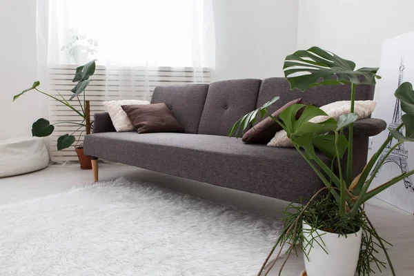 Сучасна квартира-студія з живими рослинами. сірий в інтер'єрі. диван у вітальні . — стокове фото