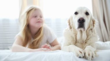 Evcil aile hayatı. küçük sarışın kız köpeğini yatak odasında yatağın üstüne aittir. bir golden retriever köpek çocuklar için en iyi olduğunu.