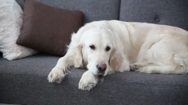 Evcil aile hayatı. Güzel bir golden retriever koltukta dinleniyor. ev sahibi beklentisiyle yalnızlık.