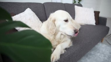 Evcil aile hayatı. Güzel bir golden retriever koltukta dinleniyor.