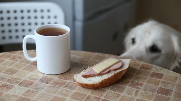 Evcil hayvan aile hayatından komik anlar. kurnaz bir golden retriever sandviç mutfak masası üzerinden çaldı. — Stok video