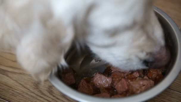 Rätt kost av tamdjur. hunden äter naturlig mat med aptit. — Stockvideo