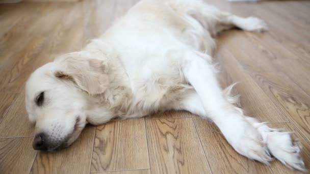 Vie heureuse des animaux de compagnie dans la famille. un chien corsé heureux, un récupérateur d'or se repose, couché sur le sol de la cuisine . — Video
