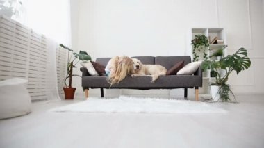 Evcil hayvan bakımı. Sarışın kız oturma odasında aşk köpeğiyle sıvazlar. aile içinde mutlu altın geri almak.