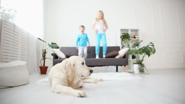 Hermano y hermana saltando en el sofá en la sala de estar. El golden retriever yace en el suelo. vida de las mascotas domésticas en la familia . — Vídeo de stock