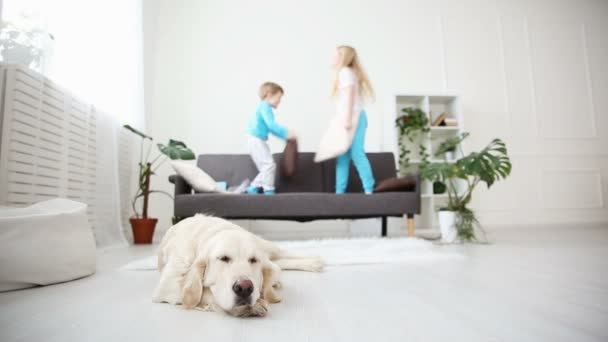 Hermano y hermana jugando con almohadas en el sofá en el salón. El golden retriever yace en el suelo. vida de las mascotas domésticas en la familia. centrarse en el perro . — Vídeo de stock