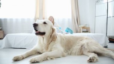 Evcil aile hayatı. golden retriever yerde dinleniyor. çocuklar yatağa eğleniyor arka planda.
