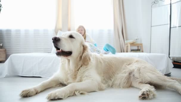 Leven van huisdieren in de familie. de golden retriever is rusten op de vloer. de kinderen op de achtergrond plezier op het bed. — Stockvideo