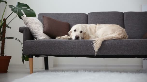 Livet av husdjur i familjen. En vacker golden retriever vilar på soffan. ensamhet i väntan på värdar. — Stockvideo