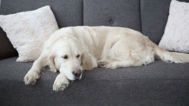 Evcil aile hayatı. Güzel bir golden retriever koltukta dinleniyor. ev sahibi beklentisiyle yalnızlık.