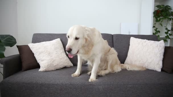 Życie zwierząt domowych w rodzinie. Piękny złoty pies myśliwski jest odpoczynku na kanapie. samotność w oczekiwaniu na hostach. — Wideo stockowe