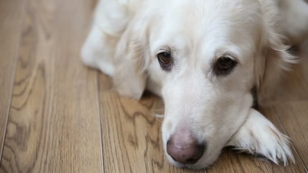 Lyckligt liv av husdjur i familjen. en glad fyllig hund, en golden retriever vila, ligga på köksgolvet. — Stockvideo