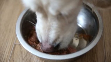 doğru beslenme evcil hayvanların. köpek doğal gıda iştahla yiyor.