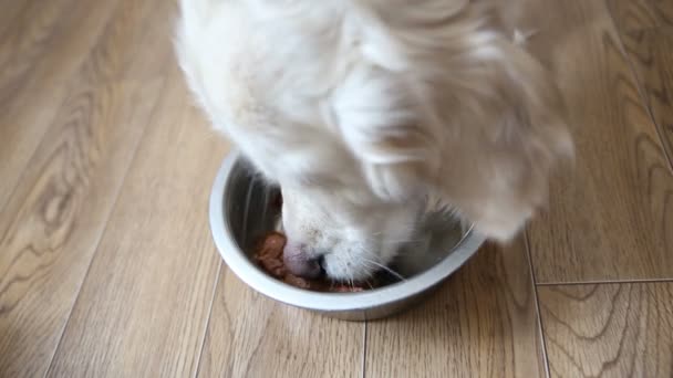 Une bonne nutrition des animaux domestiques. le chien mange de la nourriture naturelle avec appétit . — Video