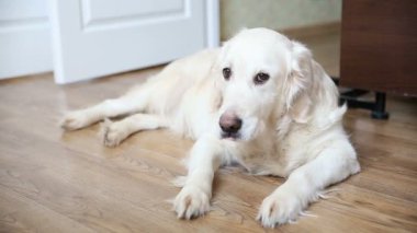 aile içinde pets mutlu bir hayat. mutlu bir tam gövdeli köpek, bir golden retriever dinlenme, mutfakda yalan.