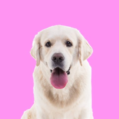 pembe bir arka plan üzerinde bir golden retriever portresi