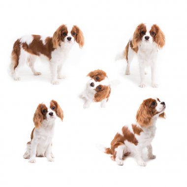 Pedigree dogs collage. Cavalier King Charles Spaniel in studio on white background - isolate with shadow clipart