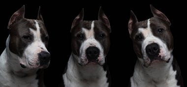köpek doğurmak - Amerikalı çukur boğa korkunç - izole Studio siyah bir arka plan üzerinde mücadele. kolaj