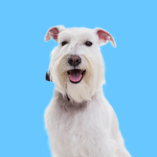 Portrait of a miniature schnauzer on a blue background in studio isolate — Stock Photo, Image