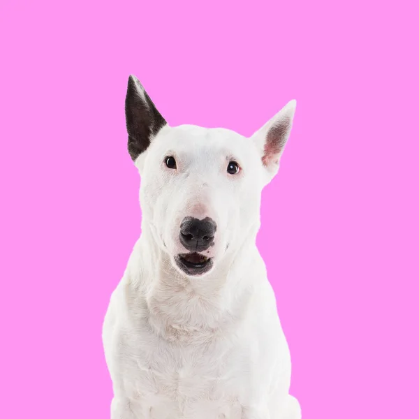 Bull terrier sobre fondo rosa en el estudio —  Fotos de Stock