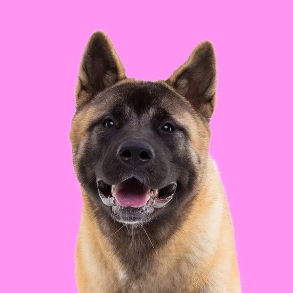 Portrait of american akita on pink background — Stock Photo, Image