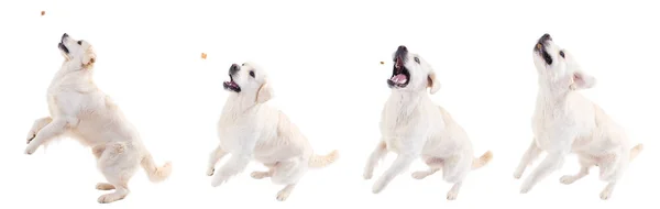 Golden retriever saltando, atrapando comida sobre un fondo blanco. collage sobre fondo blanco en estudio . — Foto de Stock