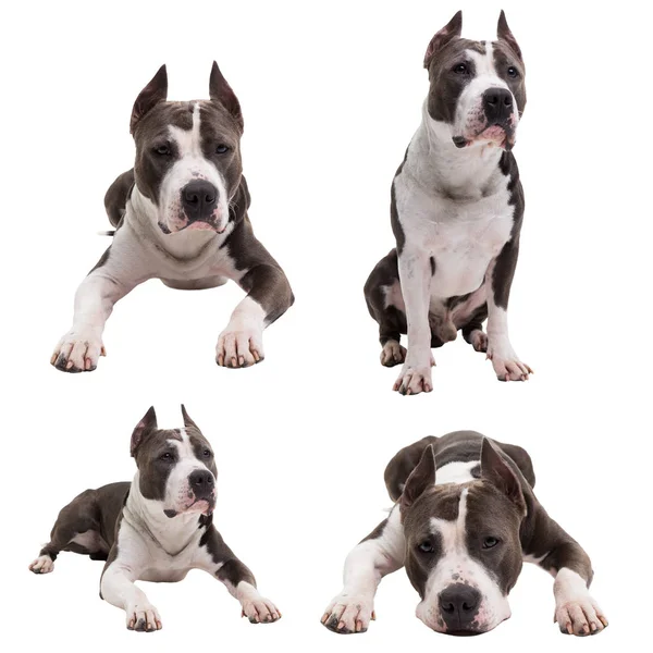Perros razas de lucha - American pit bull terrier - sobre un fondo blanco en estudio aislado. collage —  Fotos de Stock