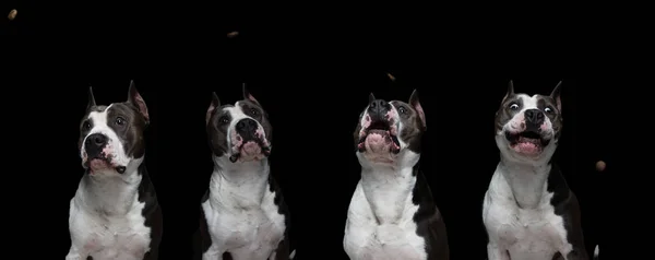 Perros razas de lucha - American pit bull terrier - sobre un fondo negro en estudio aislado. collage —  Fotos de Stock