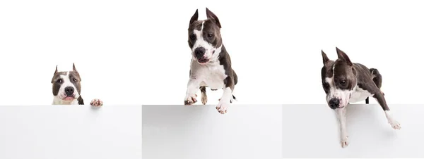 American pit bull terrier saltando sobre un obstáculo en el estudio sobre un fondo blanco collage aislado —  Fotos de Stock