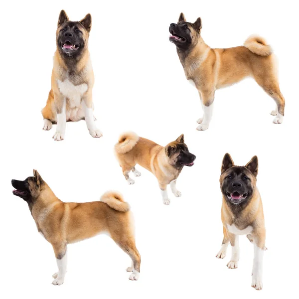 Collage de perros pedigrí. retrato de akita americana sobre fondo blanco . —  Fotos de Stock