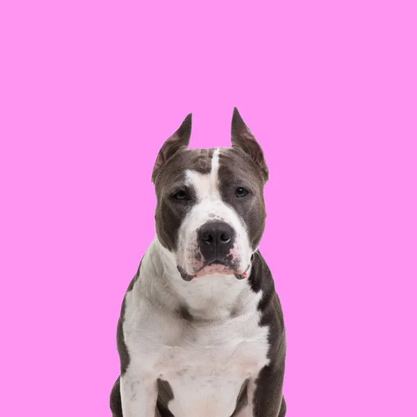 Perros razas de lucha - American pit bull terrier - sobre un fondo rosa en estudio aislado . —  Fotos de Stock