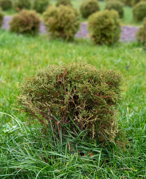 Landschapsontwerp. groenblijvende naaldbomen - thuja struiken op een groen gazon. — Stockfoto