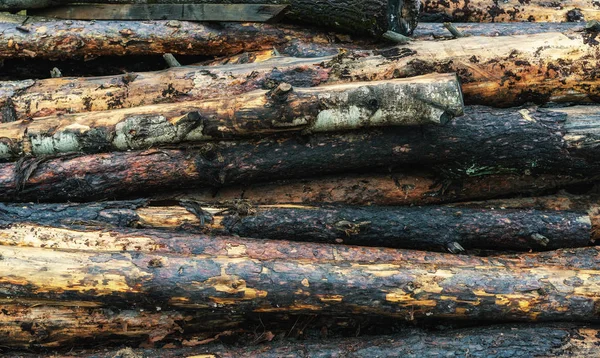 environmental issues - background of sawn trees in the forest