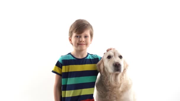 Pflege und Liebe für Haustiere. Kleiner Junge im Studio auf weißem Hintergrund posiert mit einem Golden Retriever großen Hund — Stockvideo