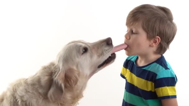 Pflege und Liebe für Haustiere. Kleiner Junge im Atelier auf weißem Hintergrund füttert eine Wurst mit einem großen Golden Retriever Hund — Stockvideo