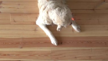 Komik video. Büyük beyaz köpek lazer işaretleyiciyle oynuyor. Dairenin en üst manzarası..